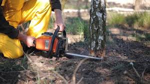 Best Tree Maintenance Programs  in Oceanside, CA