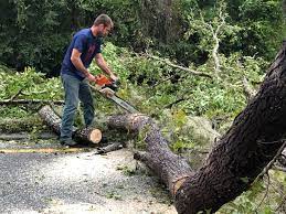 How Our Tree Care Process Works  in  Oceanside, CA