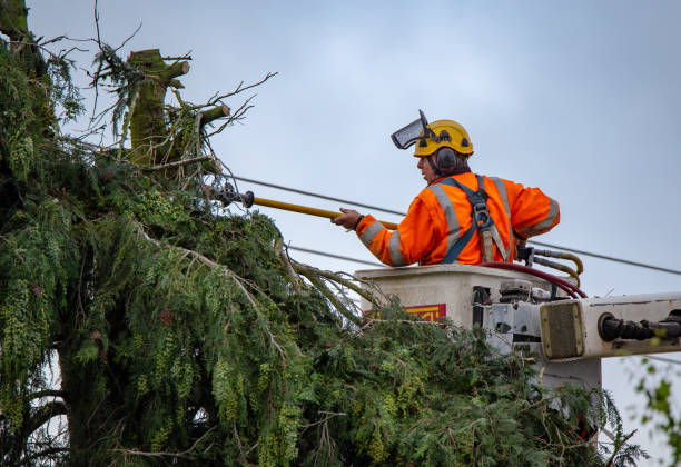 Best Tree Risk Assessment  in Oceanside, CA