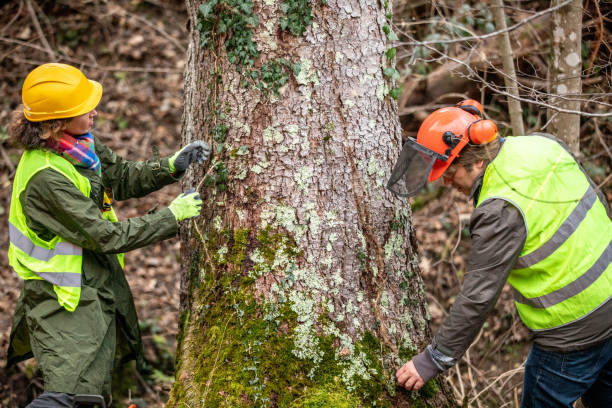 Best Hazardous Tree Removal  in Oceanside, CA