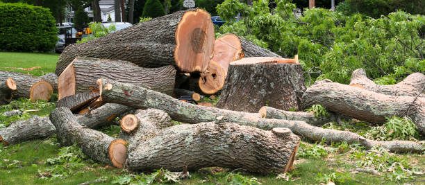 Best Emergency Tree Removal  in Oceanside, CA