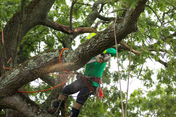 Best Tree Disease Treatment  in Oceanside, CA