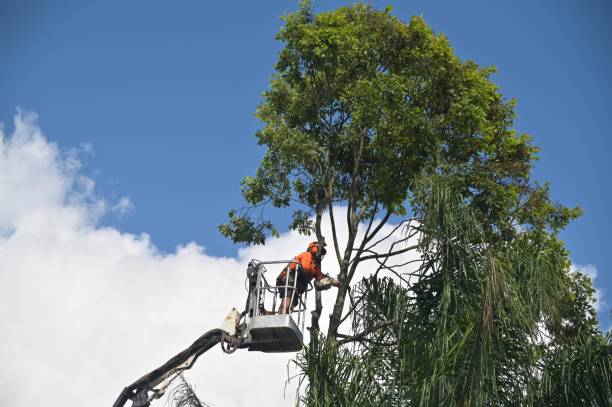 Best Tree Removal  in Oceanside, CA