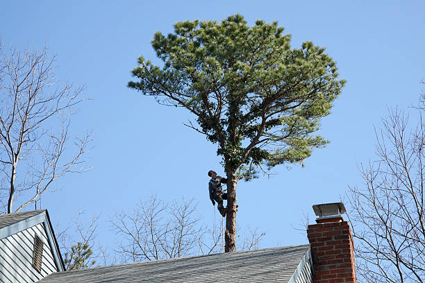 Best Arborist Consultation Services  in Oceanside, CA