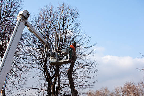 Best Tree Health Inspection  in Oceanside, CA